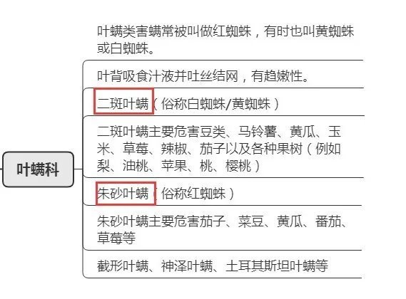如何區分頂芽瘦螨和葉銹螨？
