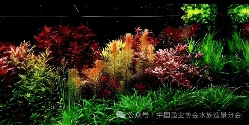 報(bào)名長(zhǎng)城杯水草造景大賽需要哪些條件？