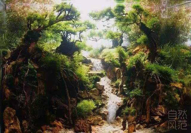 報(bào)名長(zhǎng)城杯水草造景大賽需要哪些條件？