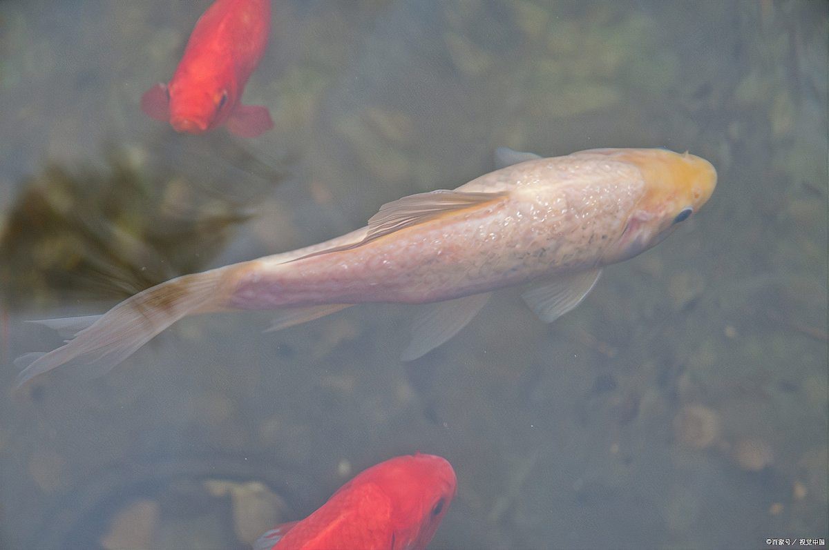 龍魚鰭爛期間需要停食嗎？