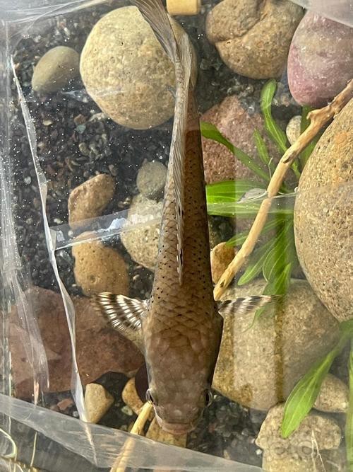 請提供更多野生雷龍魚的圖片
