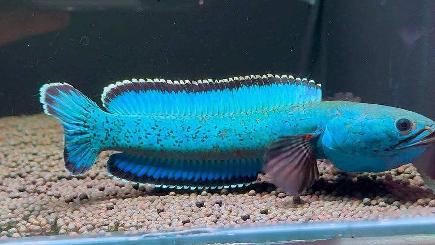 請提供更多野生雷龍魚的圖片