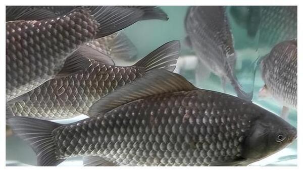 四須貓魚為何要盡量少吃