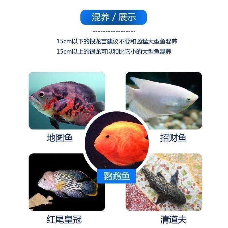 龍魚苗子什么時(shí)候有卵：龍魚苗子什么時(shí)候有卵，龍魚的繁殖行為涉及多個(gè)方面的細(xì)節(jié)
