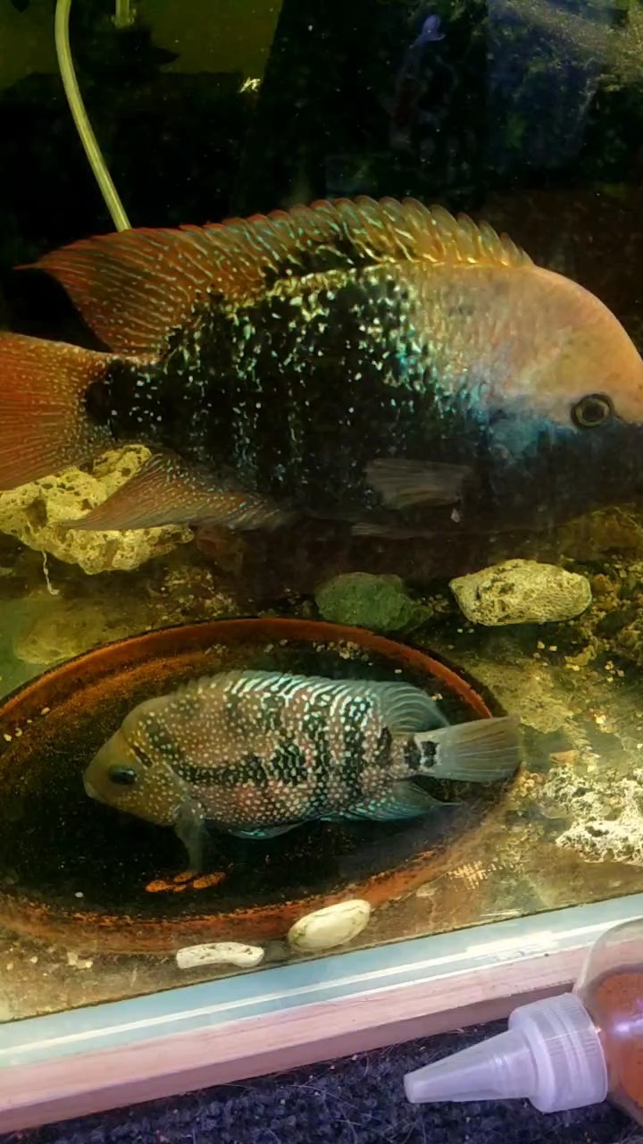 魚相處久了也會日久生情？