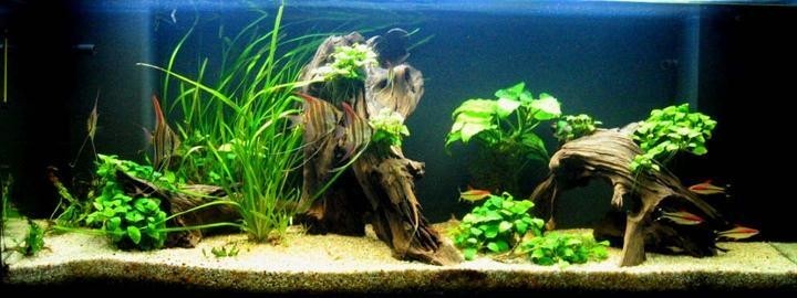 水草造景大賽