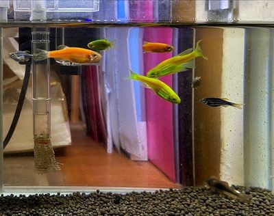 小魚缸的故事：[需手動填充][需手動填充]的生活習性，魚缸生態平衡維護技巧，觀賞魚品種選擇指南