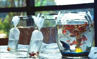 小魚缸的故事：[需手動填充][需手動填充]的生活習性，魚缸生態平衡維護技巧，觀賞魚品種選擇指南