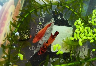 小魚缸的故事：[需手動填充][需手動填充]的生活習性，魚缸生態平衡維護技巧，觀賞魚品種選擇指南