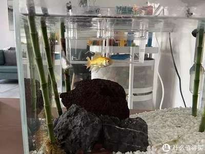 小魚缸的故事：[需手動填充][需手動填充]的生活習性，魚缸生態平衡維護技巧，觀賞魚品種選擇指南