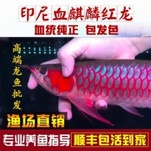 紅龍魚苗批發（最新紅龍魚苗價格、批發報價、價格大全）