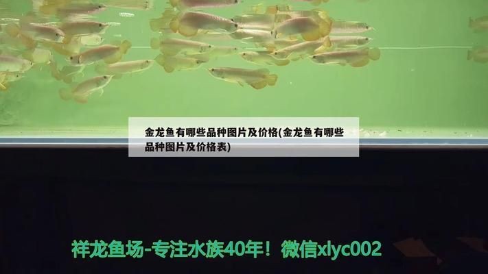 什么品種金龍魚最貴的：紅金龍魚、黑龍和金頭過背金龍魚是金龍魚中最貴的幾個品種