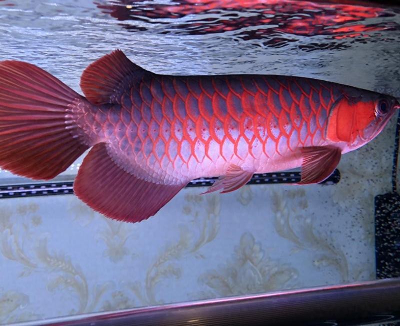 銀龍魚老是沉在缸底的原因：銀龍魚老是沉在缸底的原因，銀龍魚老是沉在缸底怎么辦
