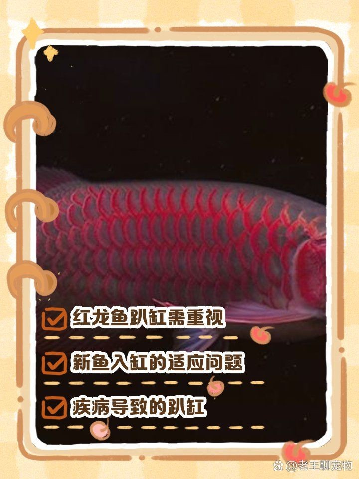 紅龍魚最簡單處理方法