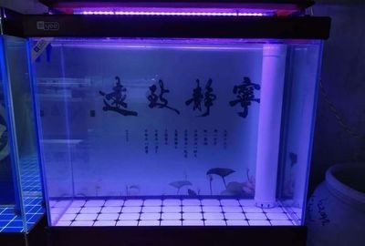 魚缸底濾組裝教程：魚缸底濾版選擇技巧,魚缸底濾與上濾對比，魚缸底濾常見問題解決