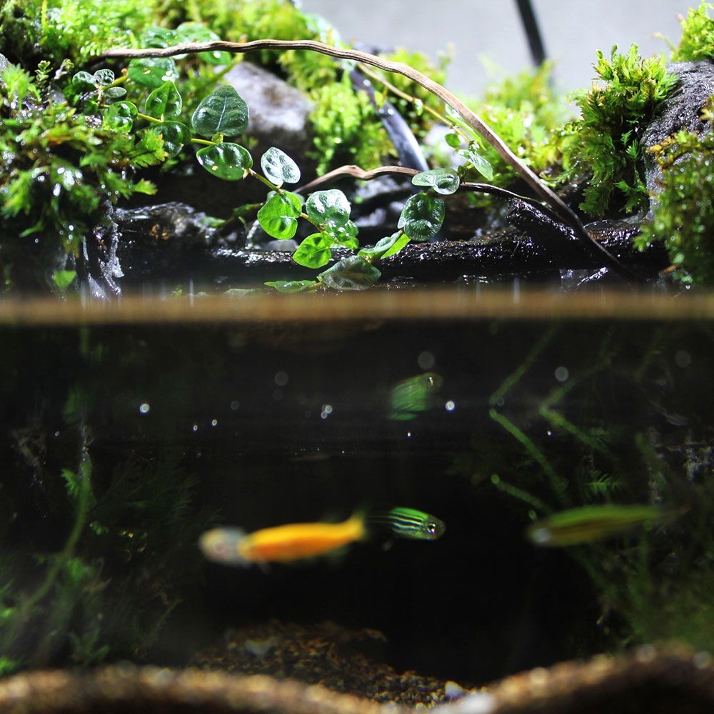 桌面魚缸造景（桌面魚缸造景技巧）