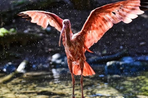 龍魚喜歡多少溫度：如何監(jiān)測龍魚水溫，龍魚適宜的水溫標(biāo)準(zhǔn)