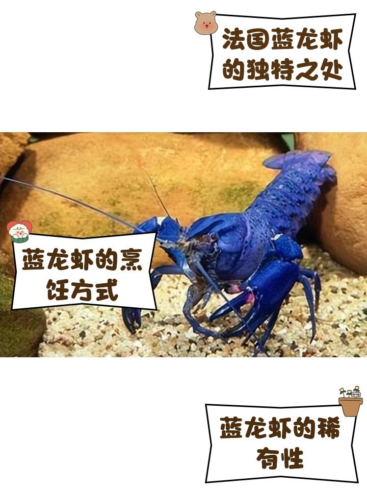 能否詳細介紹藍龍蝦的特點？