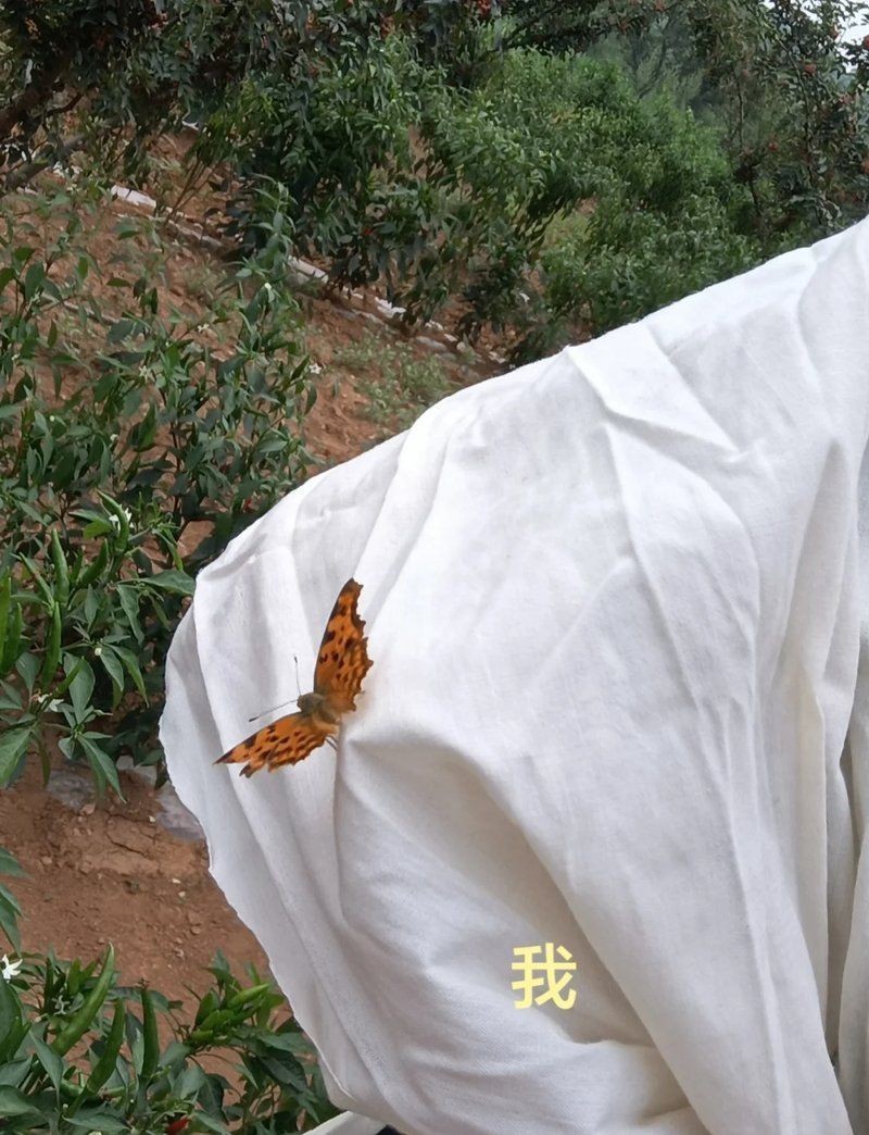 蝴蝶靠近有靈氣的人