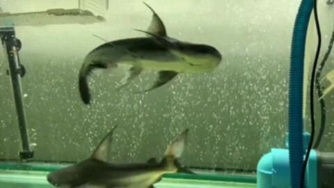 成吉思汗鯊魚可以和金龍魚混養嗎:成吉思汗鯊魚與金龍魚可以混養嗎 龍魚百科 第2張 成吉思汗鯊魚可以和金龍魚混養嗎:成吉思汗鯊魚與金龍魚可以混養嗎 成吉思汗鯊魚可以和金龍魚混養嗎:成吉思汗鯊魚與金龍魚可以混養嗎 龍魚百科 第2張