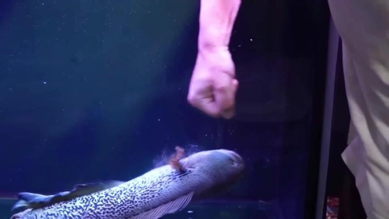 如何參加長城杯雷龍魚比賽？