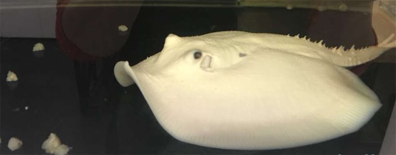 龍魚之巔網(wǎng)站有哪些直播回放？ 龍魚之巔網(wǎng)站有哪些直播回放？ 2025長城杯龍魚大賽 第6張