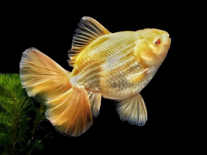 如何獲取2025金魚(yú)比賽獲獎(jiǎng)魚(yú)圖片？