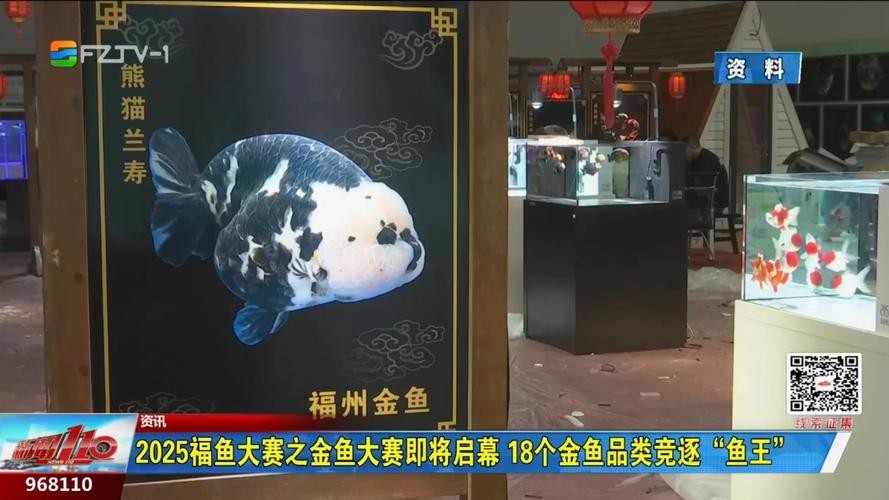 如何獲取2025金魚(yú)比賽獲獎(jiǎng)魚(yú)圖片？