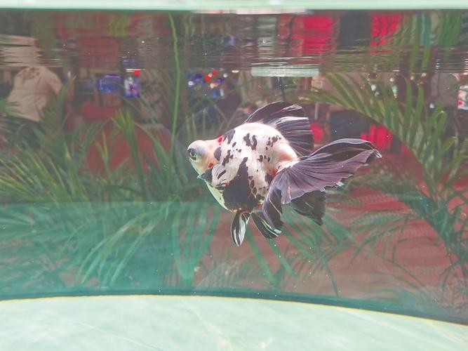 如何獲取2025金魚(yú)比賽獲獎(jiǎng)魚(yú)圖片？