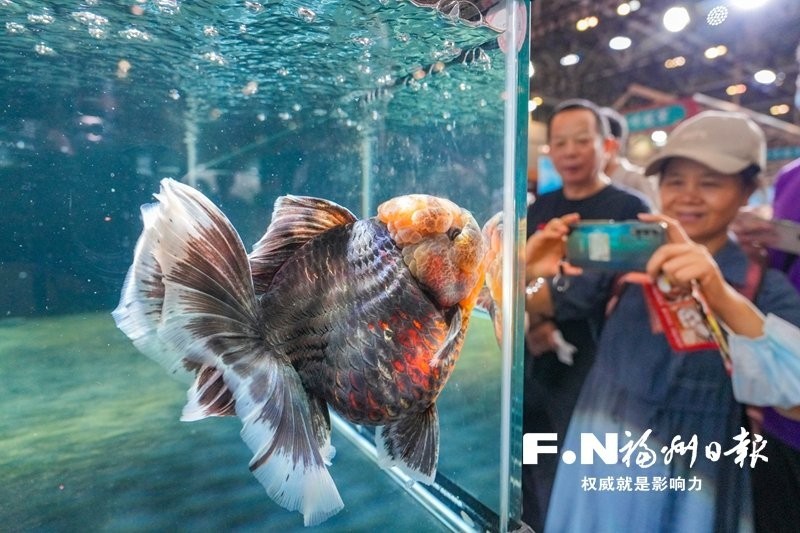 如何獲取2025金魚(yú)比賽獲獎(jiǎng)魚(yú)圖片？