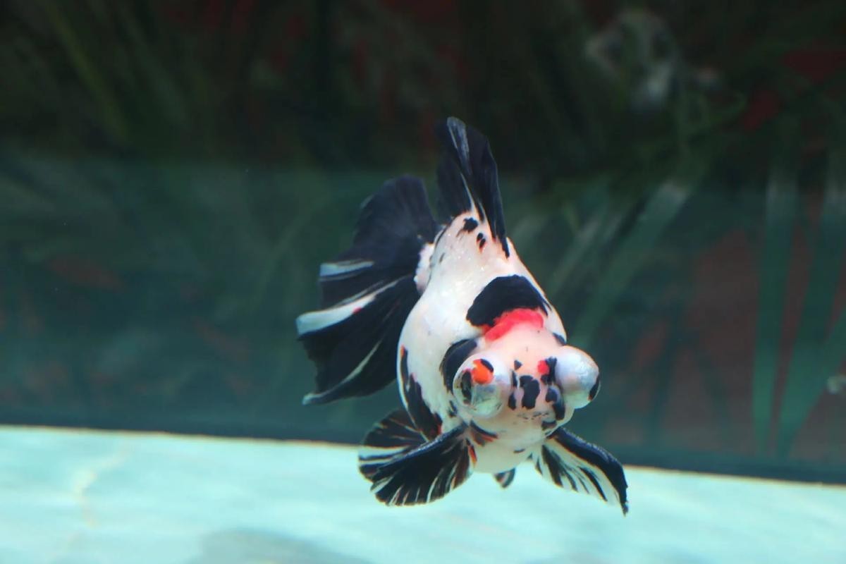 如何獲取2025金魚(yú)比賽獲獎(jiǎng)魚(yú)圖片？