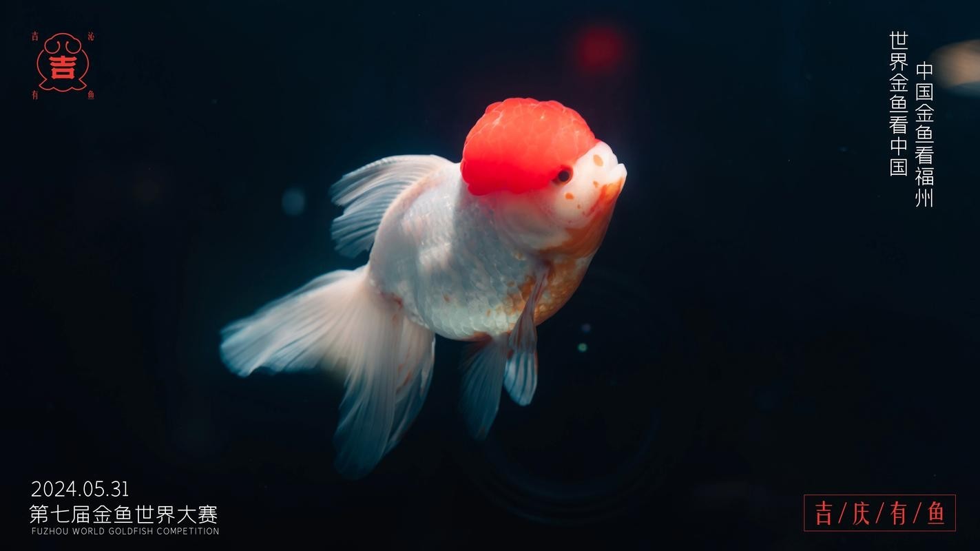 如何獲取2025金魚(yú)比賽獲獎(jiǎng)魚(yú)圖片？
