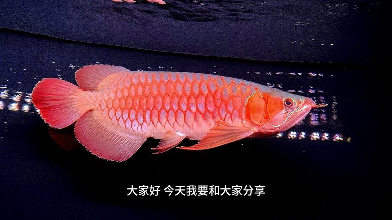 龍魚接受底層魚后會有哪些表現(xiàn)？ 龍魚接受底層魚后會有哪些表現(xiàn)？ 龍魚百科 第11張