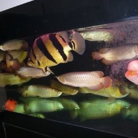 龍魚接受底層魚后會有哪些表現(xiàn)？ 龍魚接受底層魚后會有哪些表現(xiàn)？ 龍魚百科 第4張