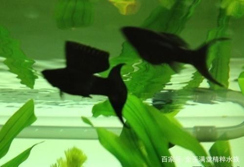 黑色的魚缸顏色在風(fēng)水中并不是首選，掌握水質(zhì)管理的知識(shí)：如何選擇適合的魚缸？