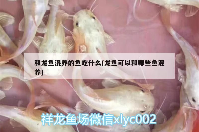 洪洞縣城蓮花嘉園精創水秀水族店