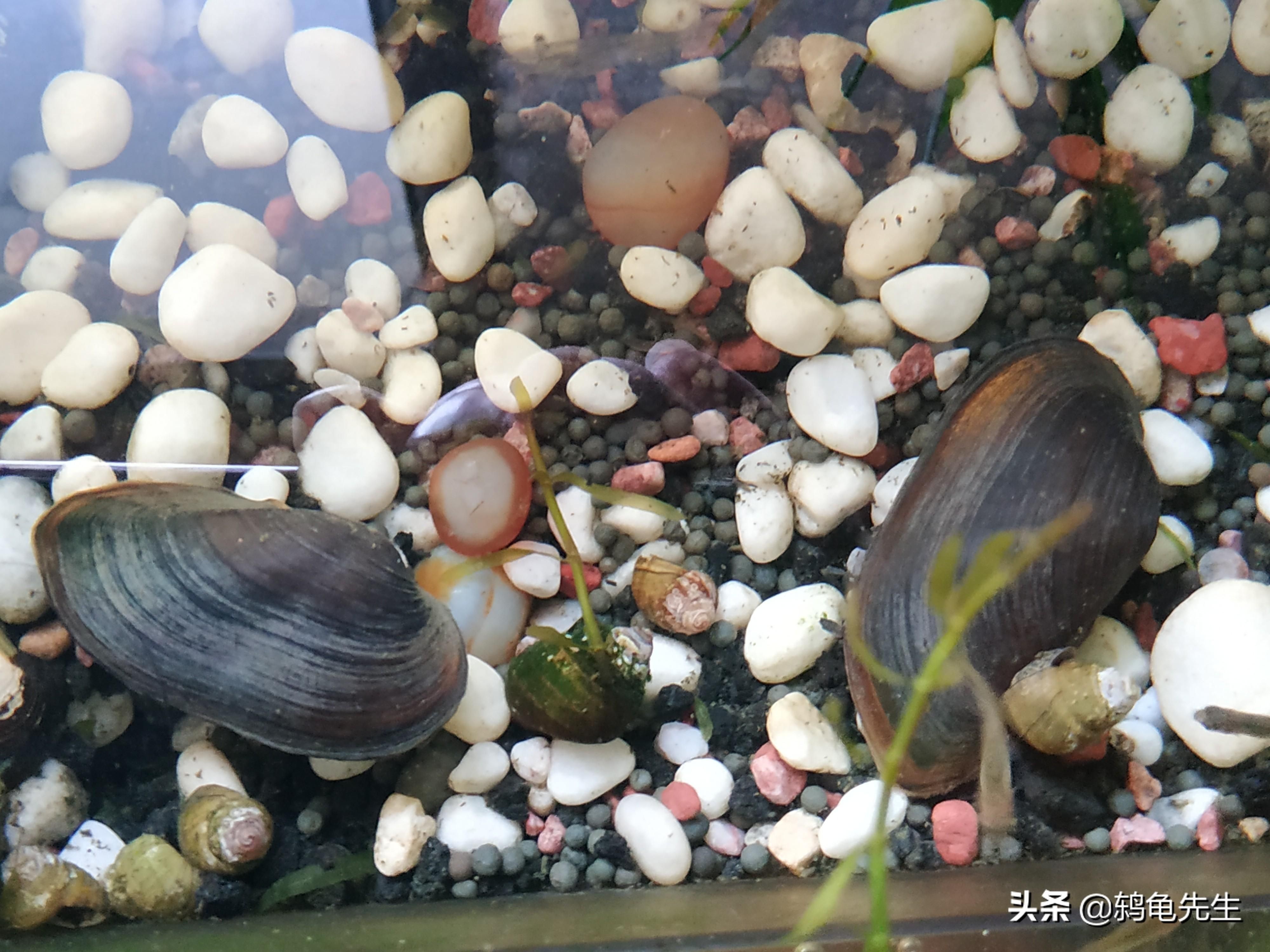 河蚌養(yǎng)在魚缸里導(dǎo)致魚缸水位下降的原因主要有以下幾個原因：河蚌養(yǎng)在魚缸里導(dǎo)致水位下降的原因