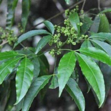 虎苗5是雜牌還是名牌 虎苗5是雜牌還是名牌 龍魚論壇 第2張