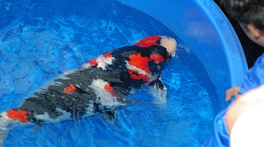 魚缸可以養什么新奇的寵物:幾種新奇的魚缸寵物及其飼養細節 魚缸百科 第1張 魚缸可以養什么新奇的寵物:幾種新奇的魚缸寵物及其飼養細節 魚缸可以養什么新奇的寵物:幾種新奇的魚缸寵物及其飼養細節 魚缸百科 第1張