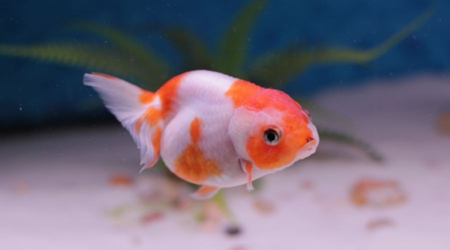 魚缸可以養什么新奇的寵物:幾種新奇的魚缸寵物及其飼養細節 魚缸百科 第3張 魚缸可以養什么新奇的寵物:幾種新奇的魚缸寵物及其飼養細節 魚缸可以養什么新奇的寵物:幾種新奇的魚缸寵物及其飼養細節 魚缸百科 第3張