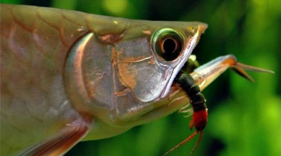 魚缸可以養什么新奇的寵物:幾種新奇的魚缸寵物及其飼養細節 魚缸百科 第4張 魚缸可以養什么新奇的寵物:幾種新奇的魚缸寵物及其飼養細節 魚缸可以養什么新奇的寵物:幾種新奇的魚缸寵物及其飼養細節 魚缸百科 第4張