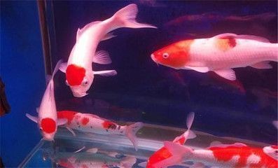 龍鳳鯉魚風水寓意解析:龍鳳鯉魚在風水學中有什么寓意? 龍魚百科 第2張 龍鳳鯉魚風水寓意解析:龍鳳鯉魚在風水學中有什么寓意? 龍鳳鯉魚風水寓意解析:龍鳳鯉魚在風水學中有什么寓意? 龍魚百科 第2張