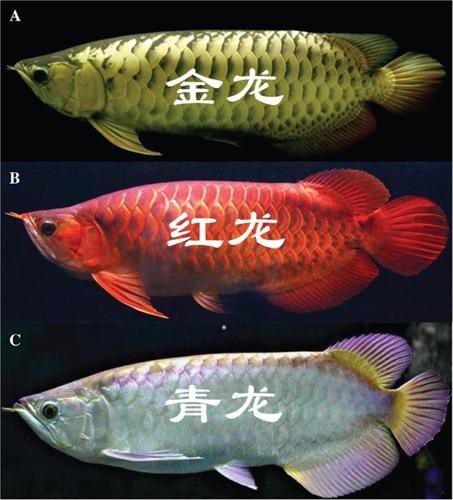 推薦一些高清大圖的龍魚圖片 推薦一些高清大圖的龍魚圖片 龍魚百科 第34張