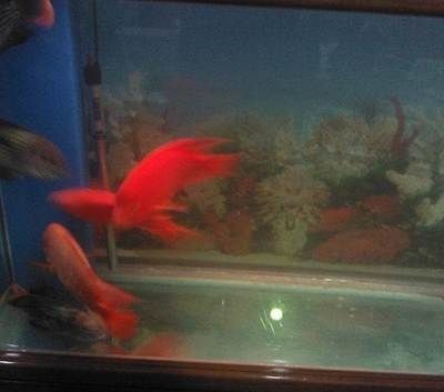 龍魚和財神能養在一起么 龍魚和財神能養在一起么 龍魚百科 第2張