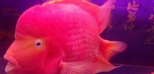 龍魚和財神能養在一起么 龍魚和財神能養在一起么 龍魚百科 第3張