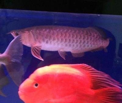 龍魚和財神能養在一起么 龍魚和財神能養在一起么 龍魚百科 第1張