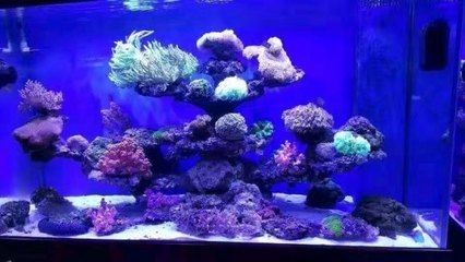 選擇海水純魚缸的燈具時需要考慮到以下幾個關(guān)鍵因素：海水純魚缸如何選擇燈具