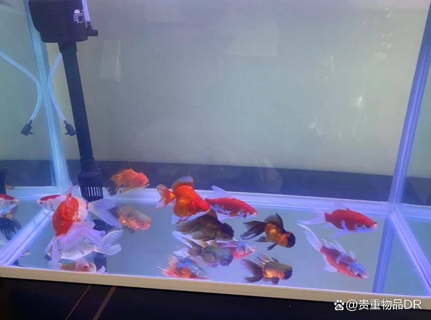 龍魚為什么老在下面 龍魚為什么老在下面 龍魚百科 第10張
