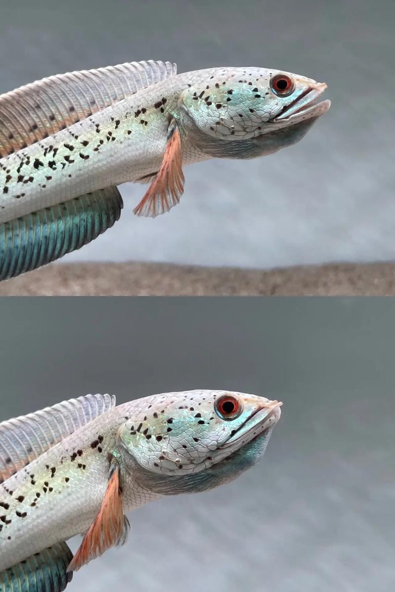 巴卡雷龍魚圖片