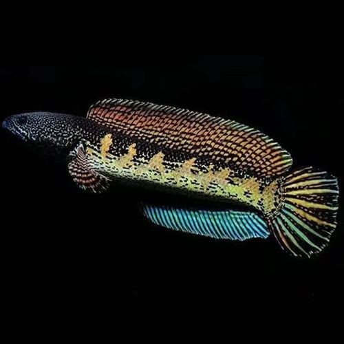 巴卡雷龍魚圖片